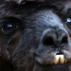 Close-up of alpaca with significant underbite
